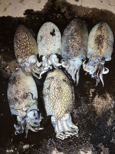 シリヤケイカの釣果