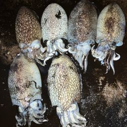シリヤケイカ