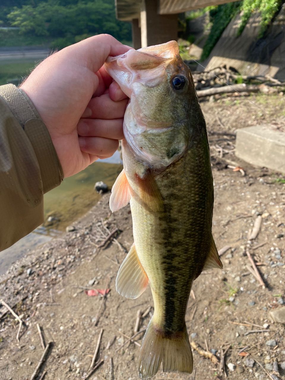 ラージマウスバス