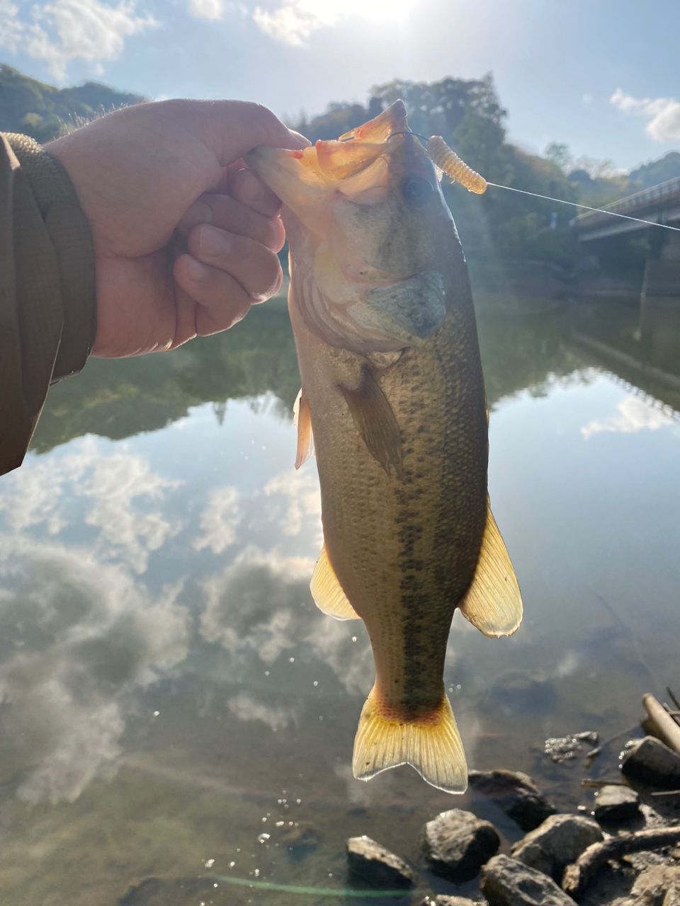 ラージマウスバス