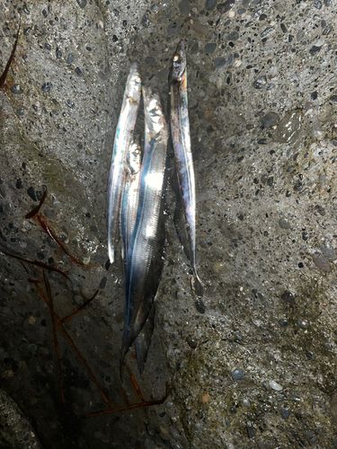 タチウオの釣果