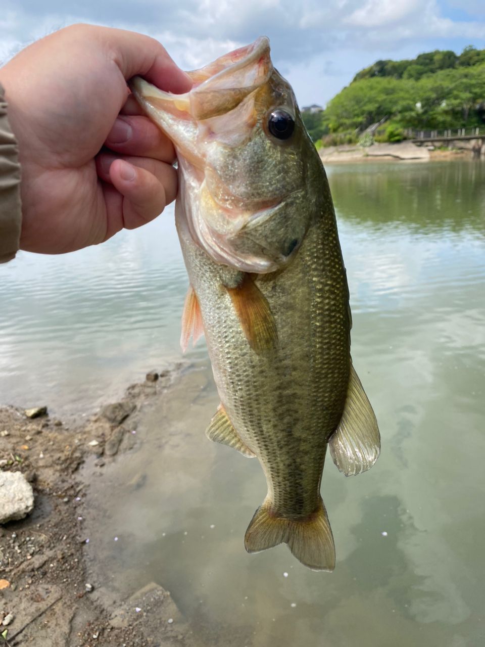 ラージマウスバス