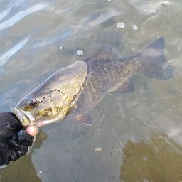 スモールマウスバス