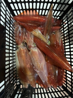 マイカの釣果