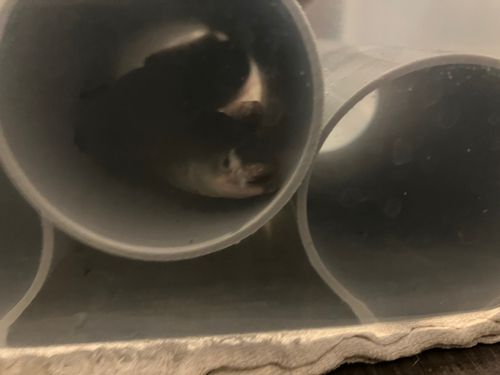 ウナギの釣果