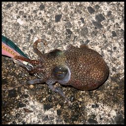 アオリイカ