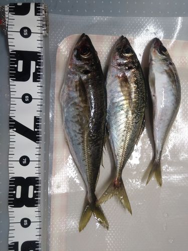 アジの釣果