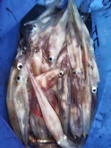 ヤリイカの釣果