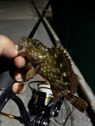 アラカブの釣果