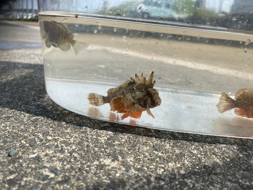 ハオコゼの釣果