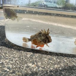 ハオコゼ