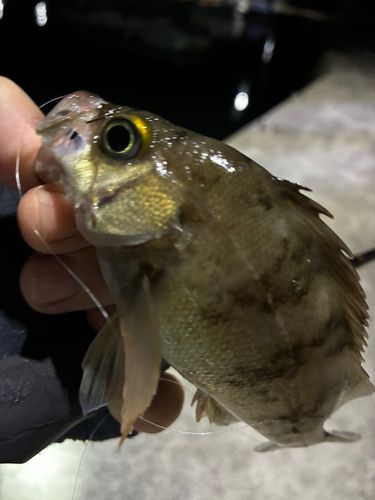 メバルの釣果