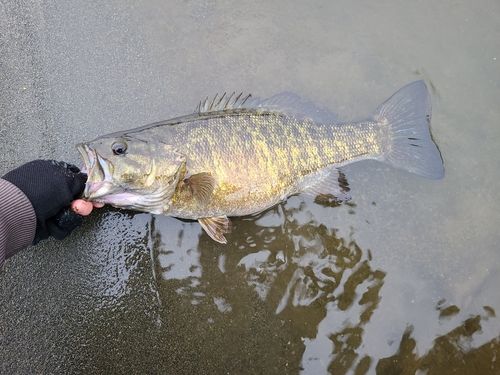スモールマウスバス