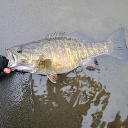 スモールマウスバス