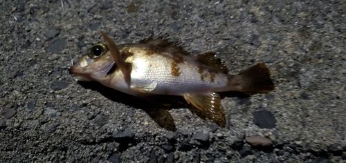 アオメバルの釣果