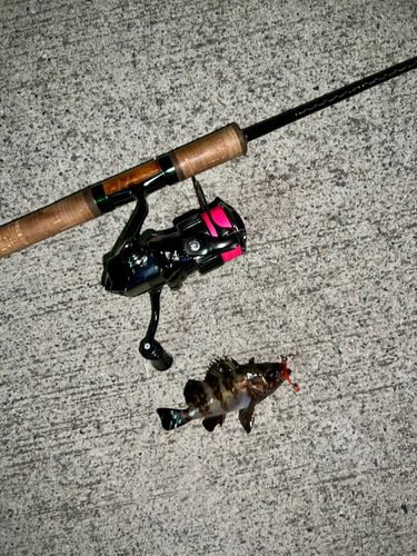 メバルの釣果