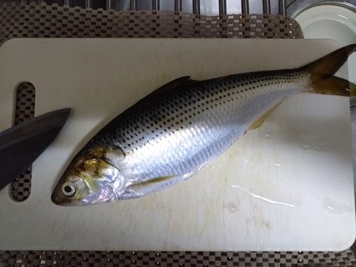 コノシロの釣果