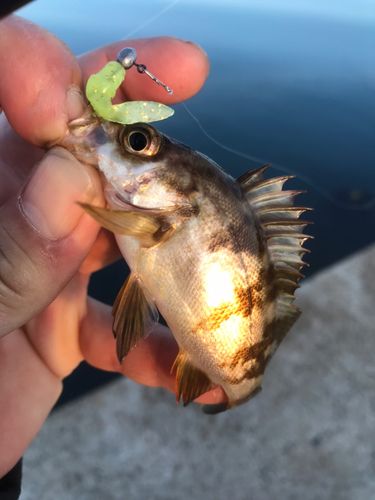 メバルの釣果