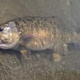 スモールマウスバス