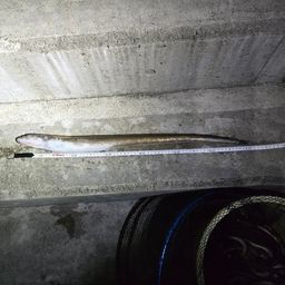アナゴ