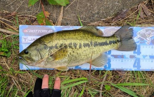 ラージマウスバス