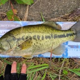 ラージマウスバス