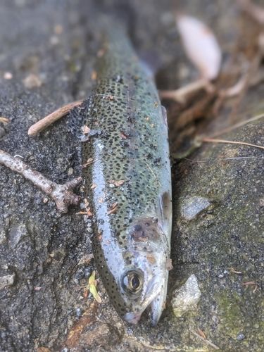 ニジマスの釣果