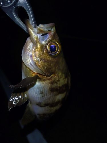メバルの釣果