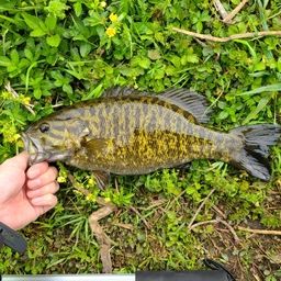 スモールマウスバス