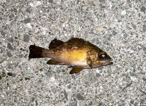 メバルの釣果