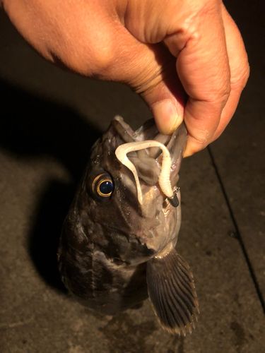 クロソイの釣果