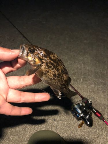 クロソイの釣果