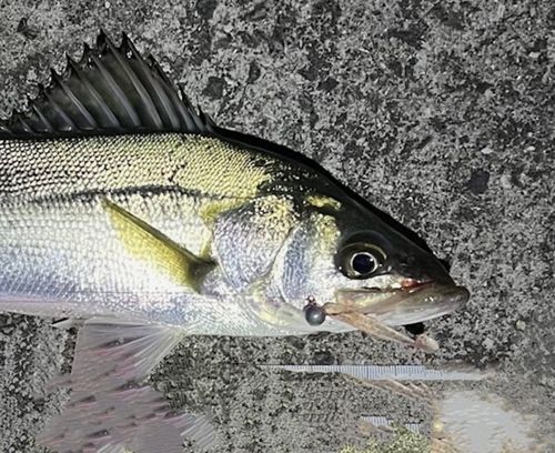 フッコ（ヒラスズキ）の釣果