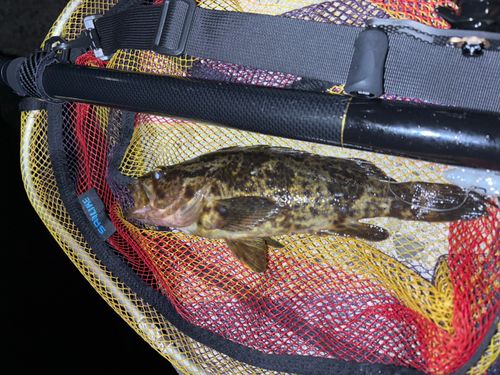 タケノコメバルの釣果