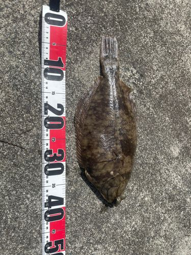 カレイの釣果