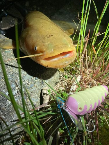 ナマズの釣果