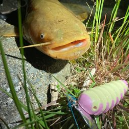 ナマズ