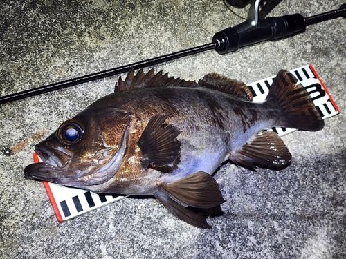 メバルの釣果