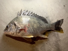 キビレの釣果
