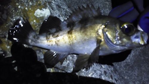 シロメバルの釣果