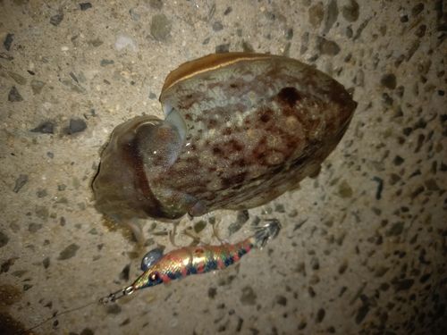 コウイカの釣果