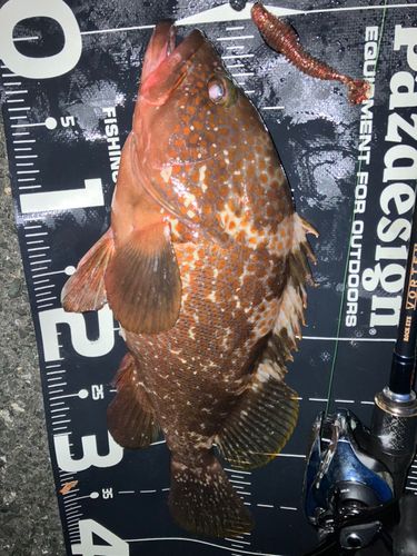 キジハタの釣果
