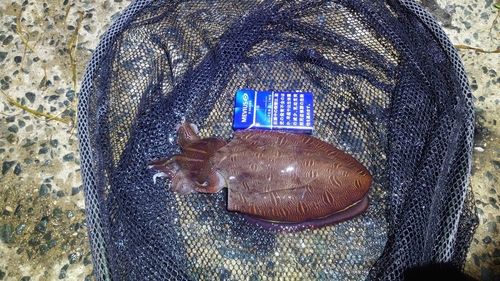 モンゴウイカの釣果