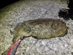 コウイカの釣果