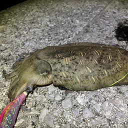 コウイカ