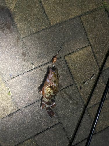ガシラの釣果