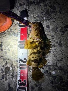 タケノコメバルの釣果