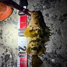 タケノコメバル