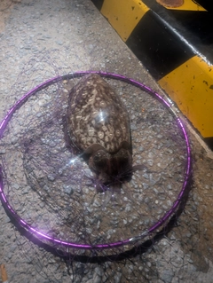 モンゴウイカの釣果