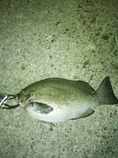 グレの釣果